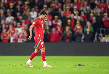 PACOV PREKINUO MEČ Nesvakidašnja scena na utakmici u kvalifikacijama za Mundijal (FOTO)